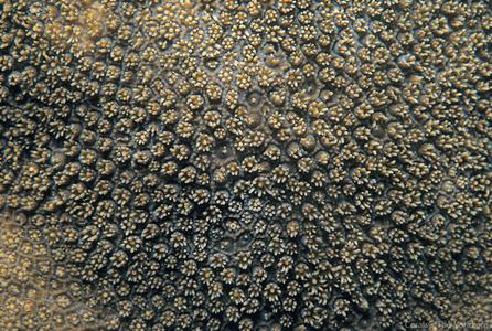 CotW: Porites evermanni