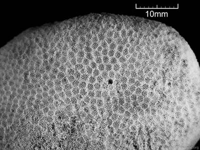 CotW: Porites evermanni