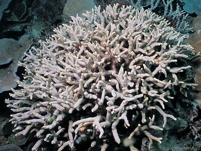 CotW preview: Porites flavus