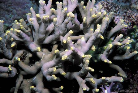 CotW: Porites flavus