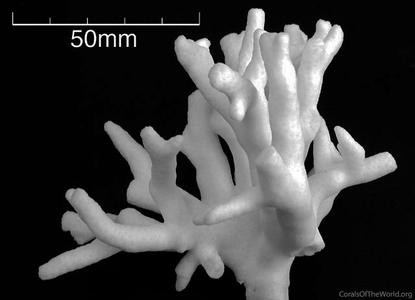 CotW: Porites flavus