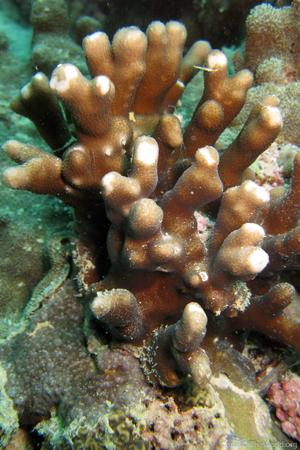 CotW: Porites fontanesii