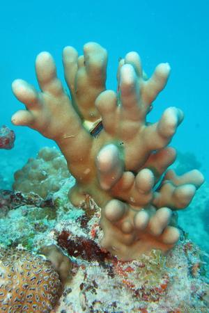 CotW: Porites fontanesii