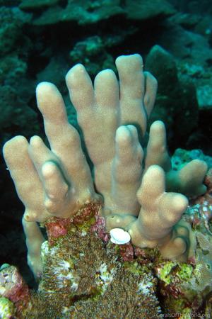 CotW: Porites fontanesii