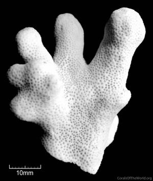 CotW: Porites fontanesii