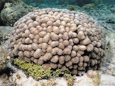 CotW: Porites furcata