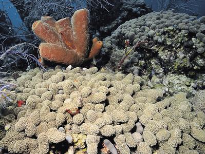 CotW: Porites furcata