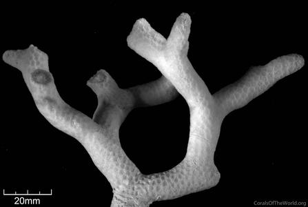 CotW: Porites furcata