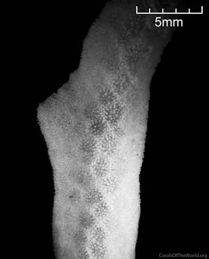 CotW: Porites furcata