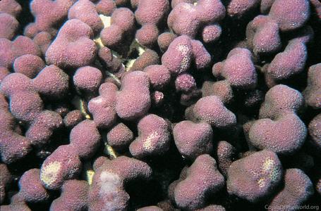 CotW preview: Porites harrisoni