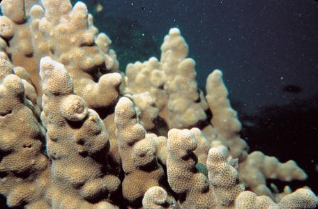 CotW: Porites harrisoni