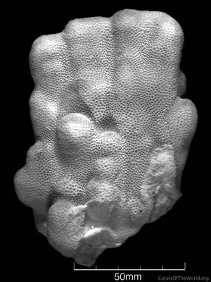 CotW: Porites harrisoni