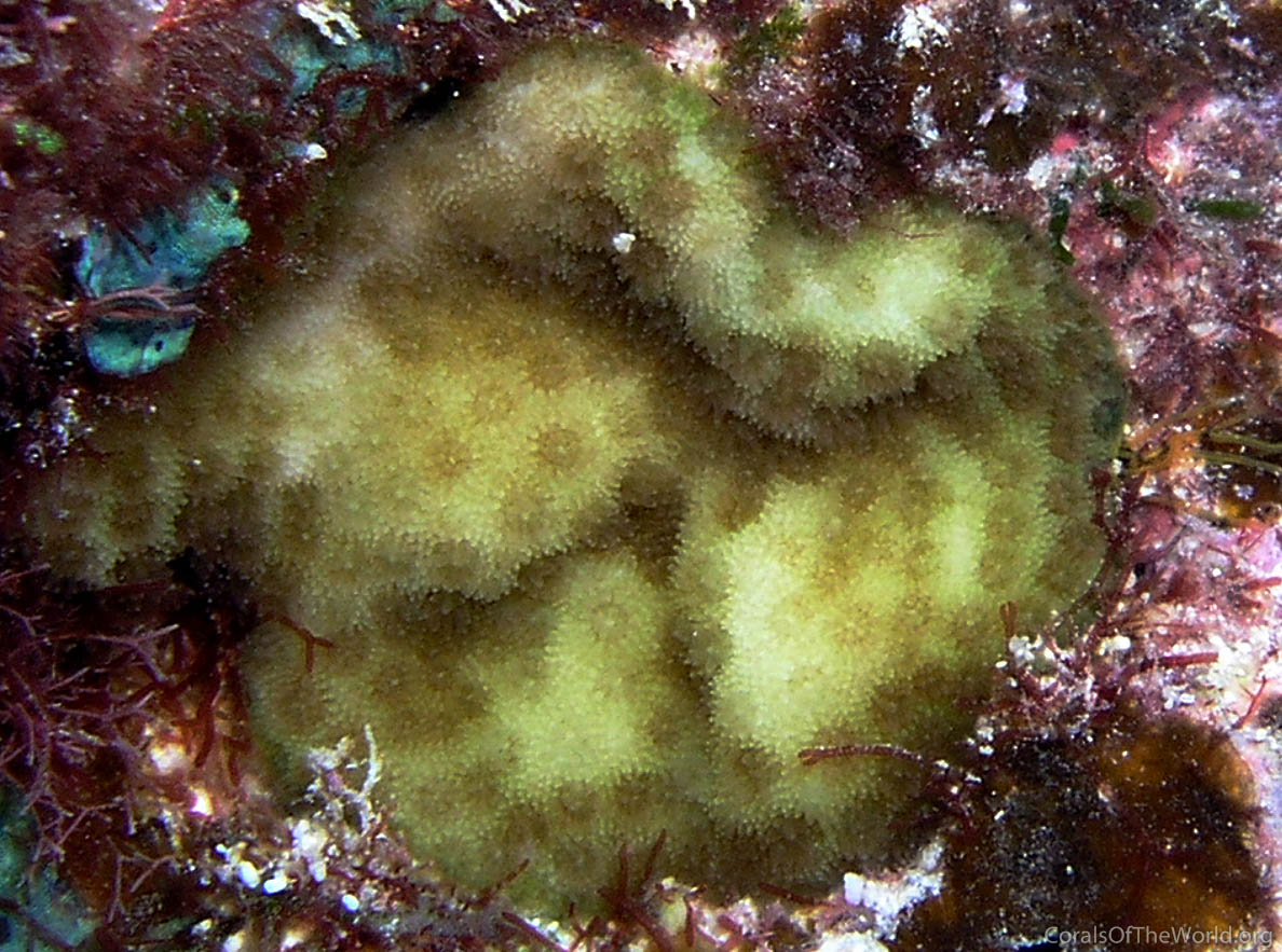 Porites hawaiiensis