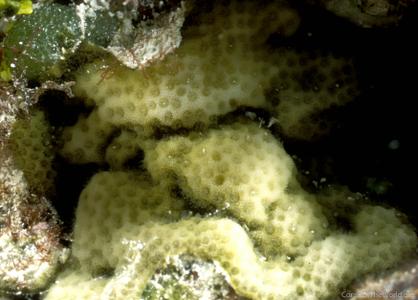 CotW: Porites hawaiiensis