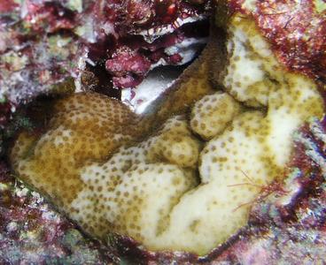 CotW: Porites hawaiiensis