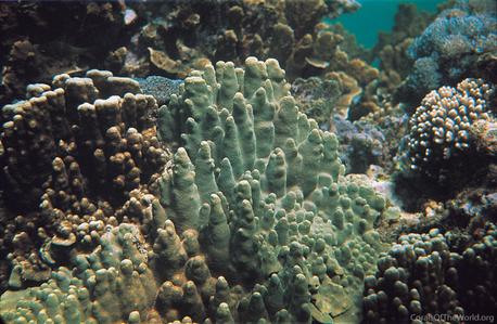 CotW preview: Porites heronensis