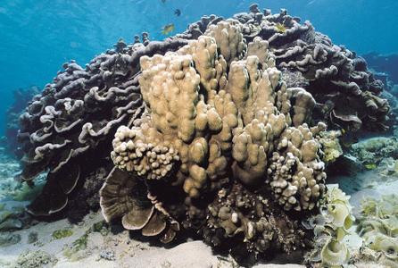 CotW: Porites heronensis
