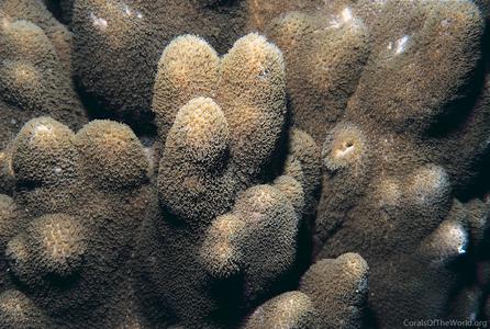 CotW: Porites heronensis