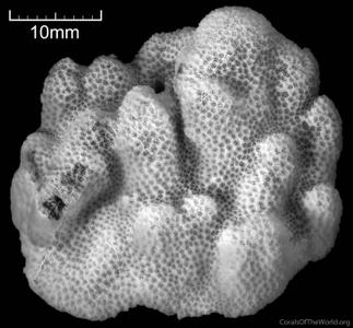CotW: Porites heronensis