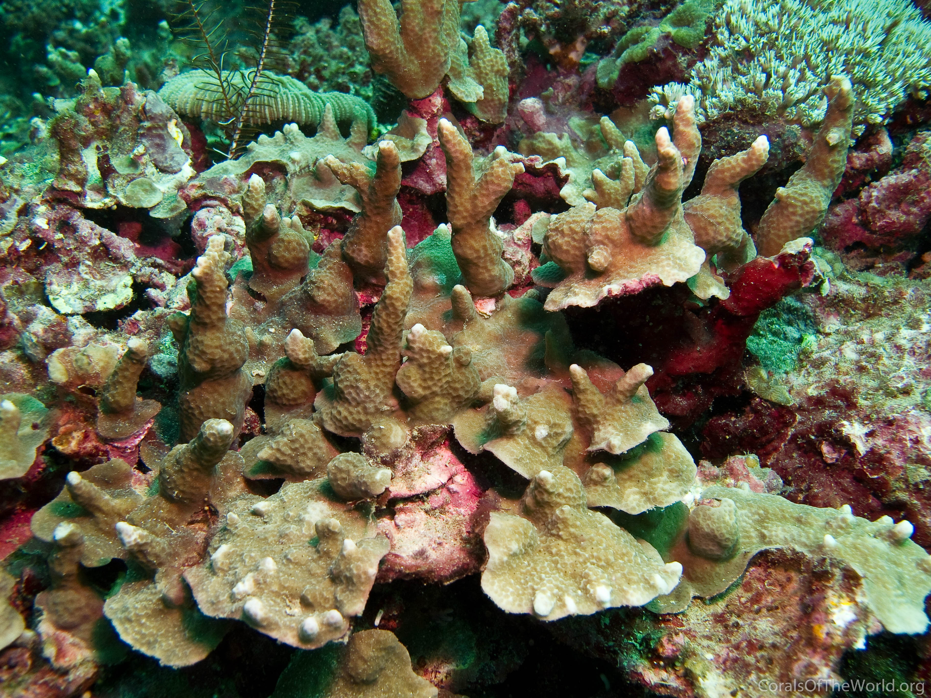 Porites horizontalata