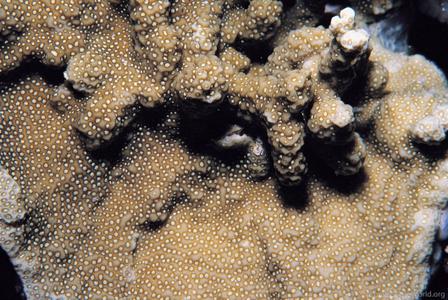 CotW preview: Porites horizontalata