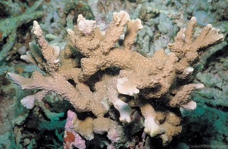 CotW: Porites horizontalata
