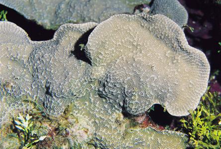 CotW: Porites horizontalata