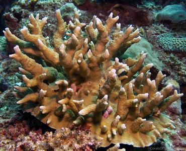 CotW: Porites latistellata