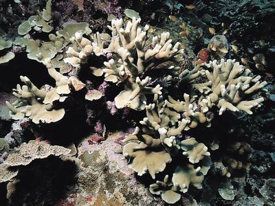 CotW: Porites latistellata