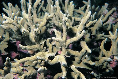CotW: Porites latistellata