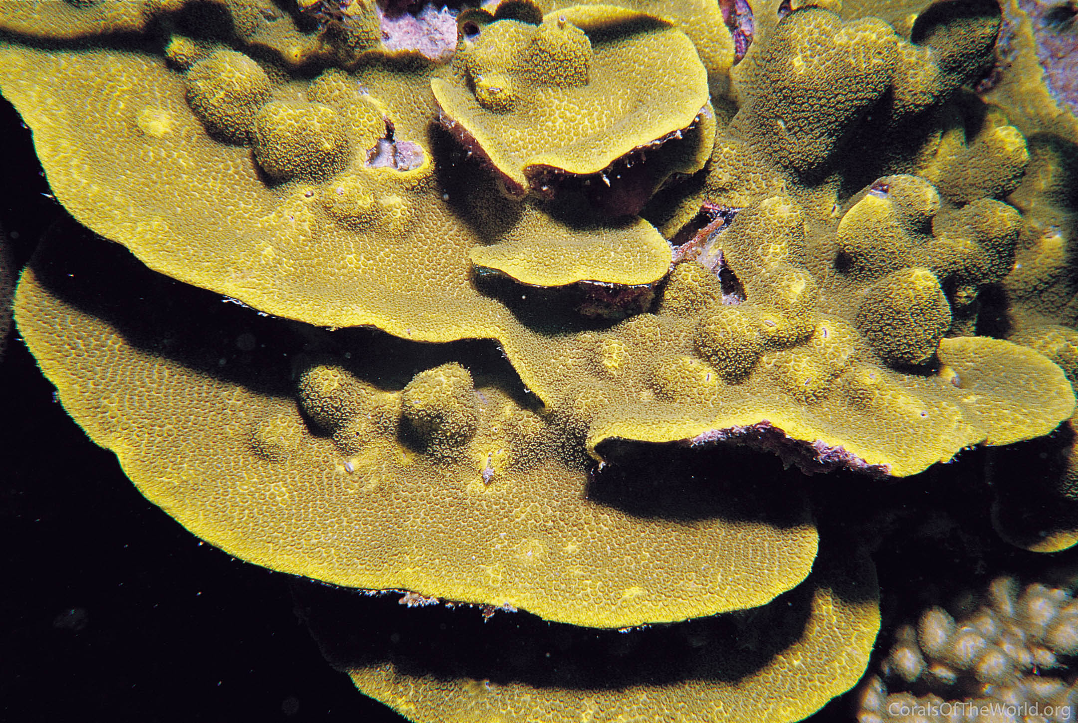 Porites lichen
