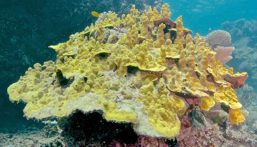 CotW preview: Porites lichen
