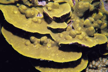 CotW: Porites lichen