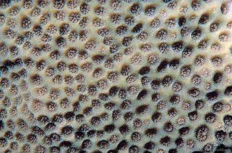 CotW: Porites lichen