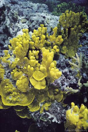 CotW: Porites lichen