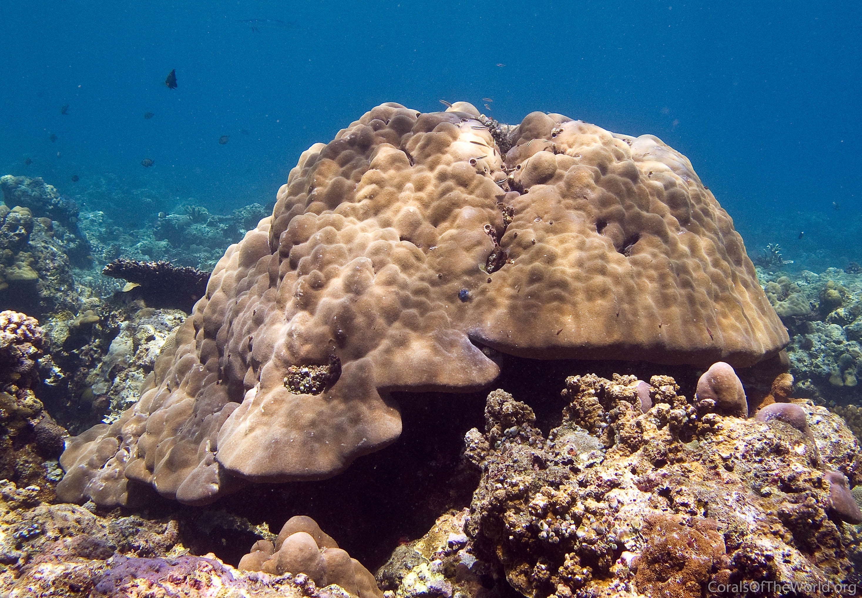Porites lobata