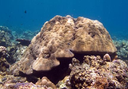 CotW: Porites lobata