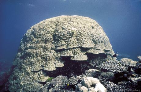 CotW: Porites lobata