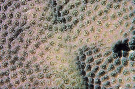 CotW: Porites lobata