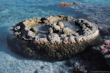 CotW: Porites lobata