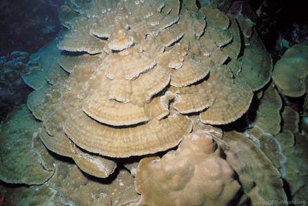 CotW: Porites lobata