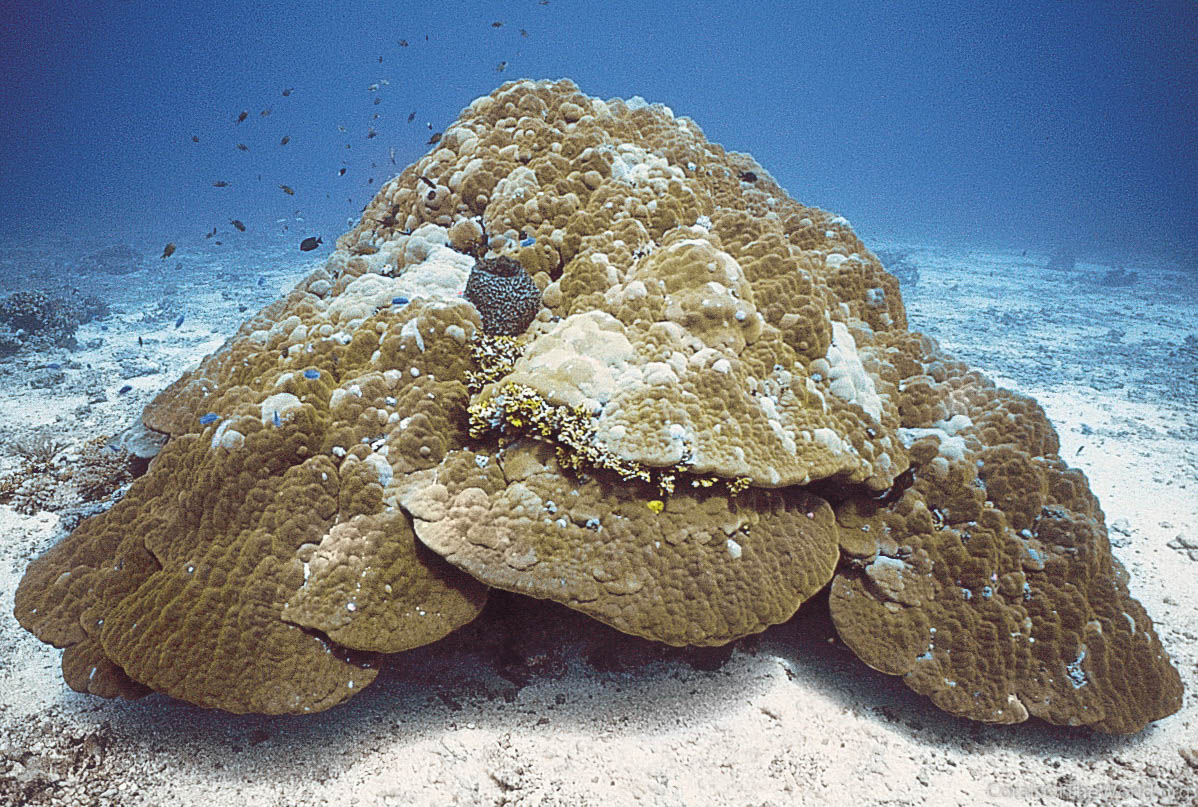 Porites lutea