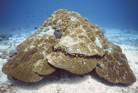 CotW: Porites lutea