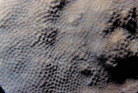 CotW: Porites lutea