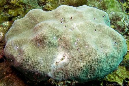 CotW: Porites lutea