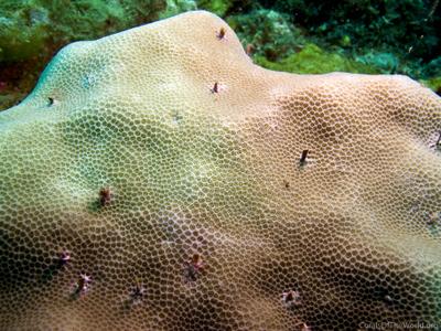 CotW: Porites lutea