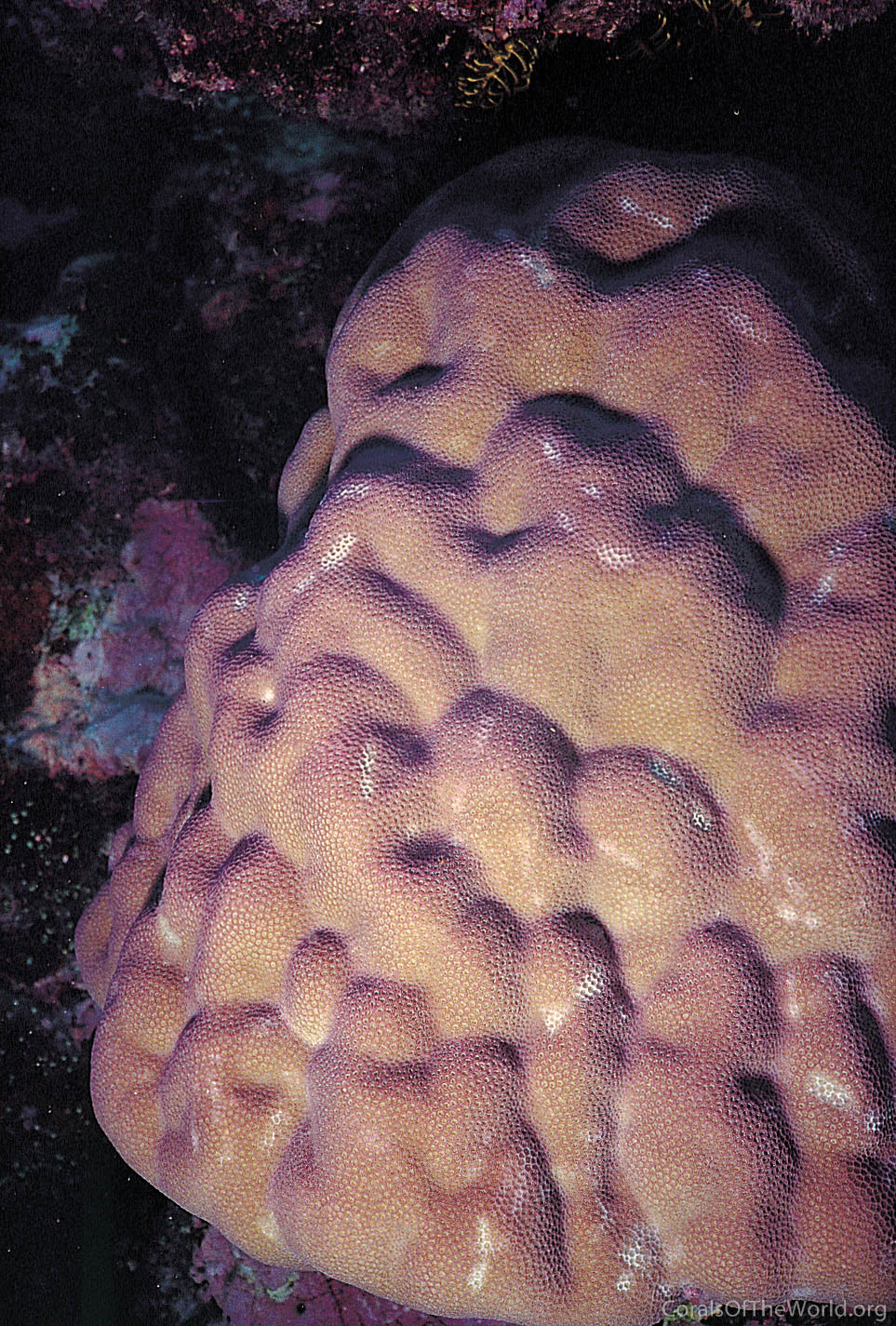 Porites mayeri