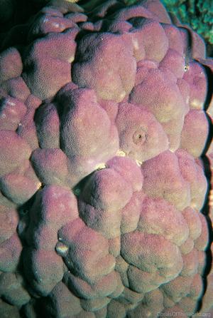 CotW preview: Porites mayeri