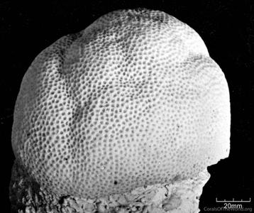 CotW: Porites mayeri