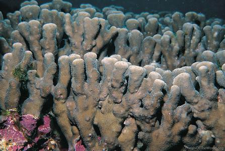 CotW preview: Porites monticulosa